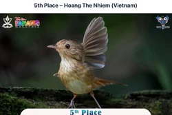 Fraser's Hill International Birdrace 2025: Giải thưởng quốc tế cho Việt Nam giữa “thiên đường hoang dã” 