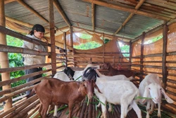 Đa dạng hóa sinh kế, giúp đồng bào dân tộc thiểu số giảm nghèo, phát triển bền vững