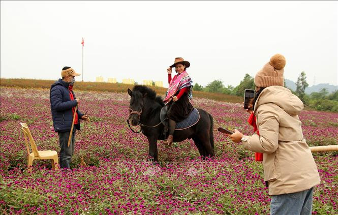 Du khách tạo dáng chụp ảnh lưu niệm tại cánh đồng hoa ở thị xã Thái Hòa (Nghệ An). Ảnh: Văn Tý - TTXVN