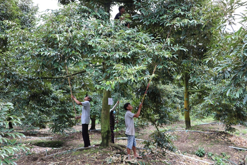 Hình thành chuỗi giá trị nông sản dựa trên lợi thế từng vùng