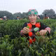 Phát triển chuỗi giá trị chè Thái Nguyên