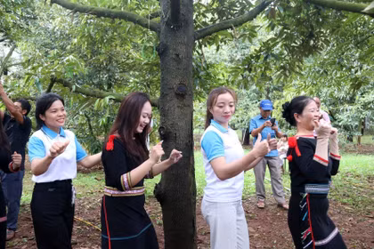 Khi trái ngọt kể câu chuyện đại ngàn