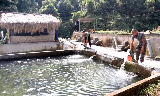 Người dân xã Cao Bồ (Tuyên Quang) kiểm tra, chăm sóc cá tầm tại bể nuôi.