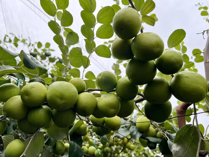 Tăng hiệu quả kinh tế cho sản phẩm táo Ninh Thuận ảnh 2