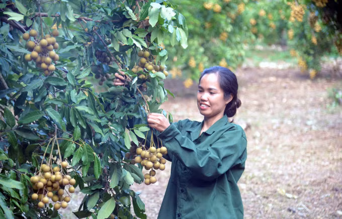 Giải bài toán tiêu thụ nông sản (Bài cuối) ảnh 2