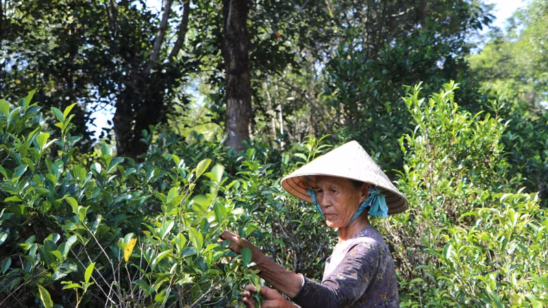 Giữ hương chè cổ Lộc Thanh