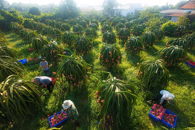Bình Thuận lồng ghép nhiều chương trình phát triển toàn diện vùng đồng bào dân tộc thiểu số ảnh 1