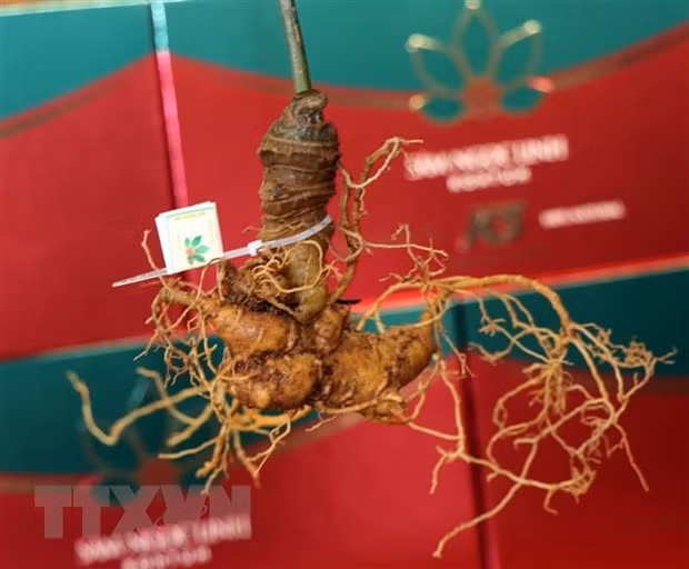 "Bánh vẽ" sâm Ngọc Linh (Bài 1) ảnh 2