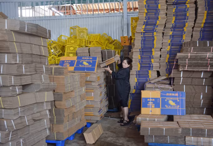 Vụ thu hoạch sầu riêng tại Đắk Lắk: Tranh mua tranh bán và những hệ lụy ảnh 2