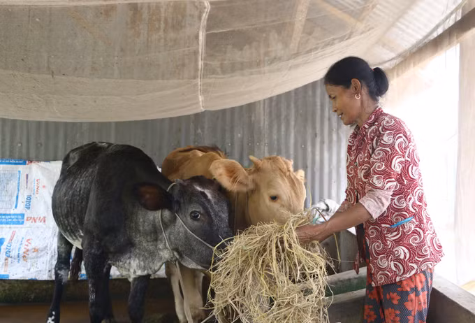 Hỗ trợ sinh kế giúp đồng bào dân tộc thiểu số Sóc Trăng thoát nghèo ảnh 1