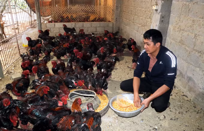 Nhiều sản phẩm chế biến từ gà Đông Tảo hút khách ảnh 1
