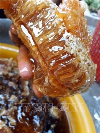 Đậm đà mật ong rừng U Minh Thượng ảnh 2