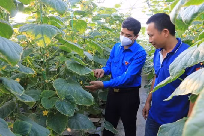 Anh Bùi Xuân Quế khởi nghiệp từ nông nghiệp công nghệ cao ảnh 1