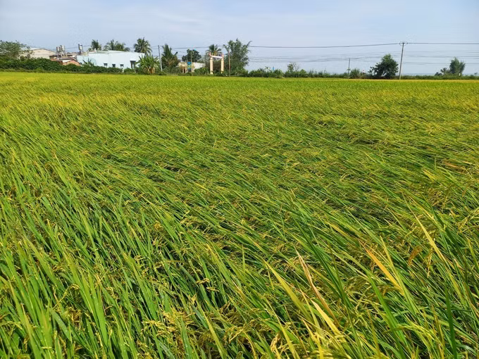 Kon Tum: Mưa đá gây thiệt hại nhiều tài sản, hoa màu ảnh 2
