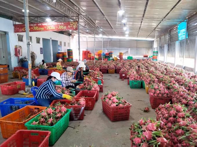 Bình Thuận: Tìm giải pháp sản xuất và tiêu thụ trái thanh long bền vững ảnh 2