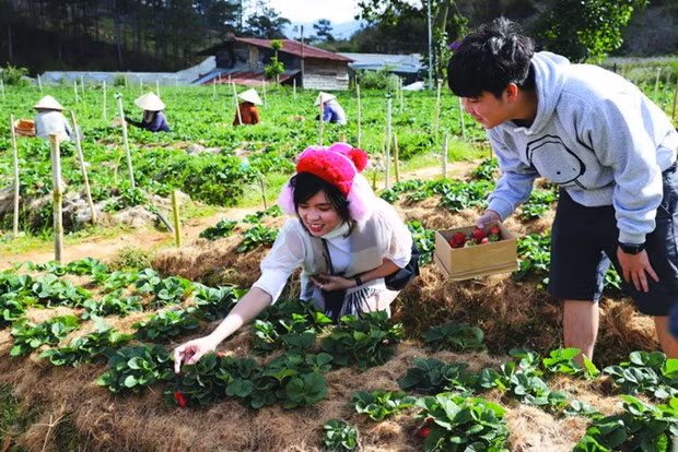 Du lịch canh nông Lâm Đồng: Cần đơn giản hóa thủ tục và chuyên nghiệp hóa ảnh 1