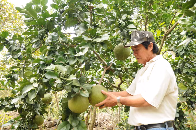Hiệu quả phong trào nông dân sản xuất giỏi ở Đồng Nai ảnh 2
