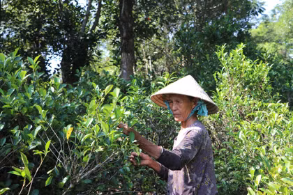 Giữ hương chè cổ Lộc Thanh
