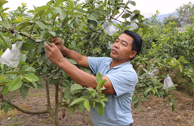 potal-guong-bi-thu-chi-bo-nguoi-dan-toc-lam-kinh-te-gioi-tai-dien-bien-7959360.jpg