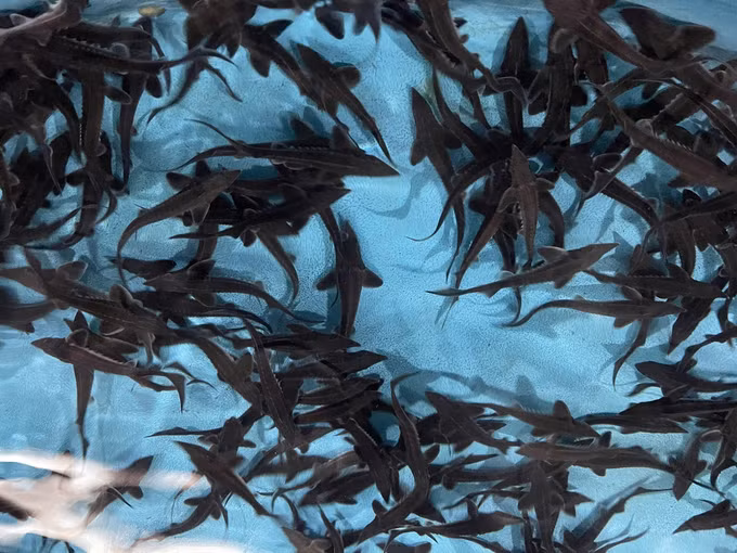 potal-hieu-qua-buoc-dau-tu-nuoi-ca-nuoc-lanh-tai-huyen-mien-nui-yen-bai-7937389.jpg