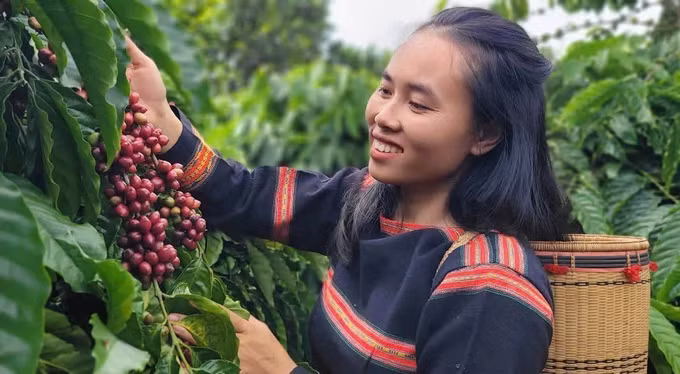 potal-gia-lai-khuyen-khich-nong-dan-san-xuat-ca-phe-sach-dap-ung-nhu-cau-thi-truong-7850016-1.jpg