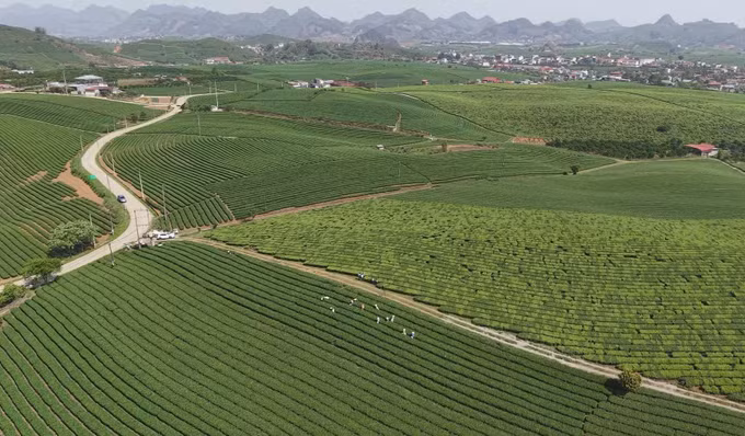 potal-cao-nguyen-moc-chau-son-la-vao-vu-che-xuan-7991581.jpg