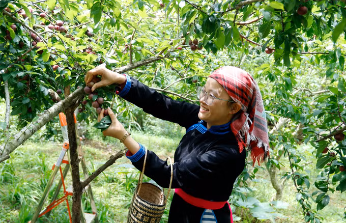 potal-man-chin-som-tren-cao-nguyen-bac-ha-lao-cai-7379014.jpg