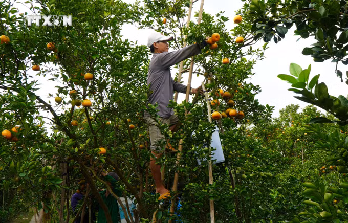 vna_potal_quyt_hong_lai_vung_dong_thap_vao_vu_thu_hoach_phuc_vu_thi_truong_tet_2024_7217229.jpg