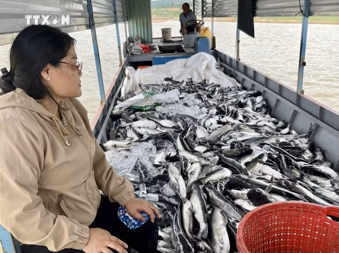 vna_potal_hon_25_tan_ca_long_be_nuoi_trong_long_ho_thuy_dien_ialy_bi_chet_7440953.jpg