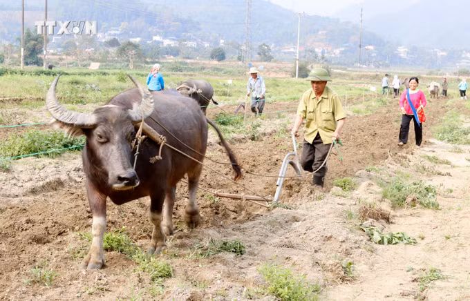 vna_potal_doc_dao_hoi_xuong_dong_cua_nguoi_giay_quang_kim_lao_cai_7236739.jpg