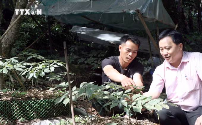 vna_potal_kon_tum_nguoi_xo_dang_o_huyen_tu_mo_rong_vay_von_trong_sam_ngoc_linh_7159294.jpg
