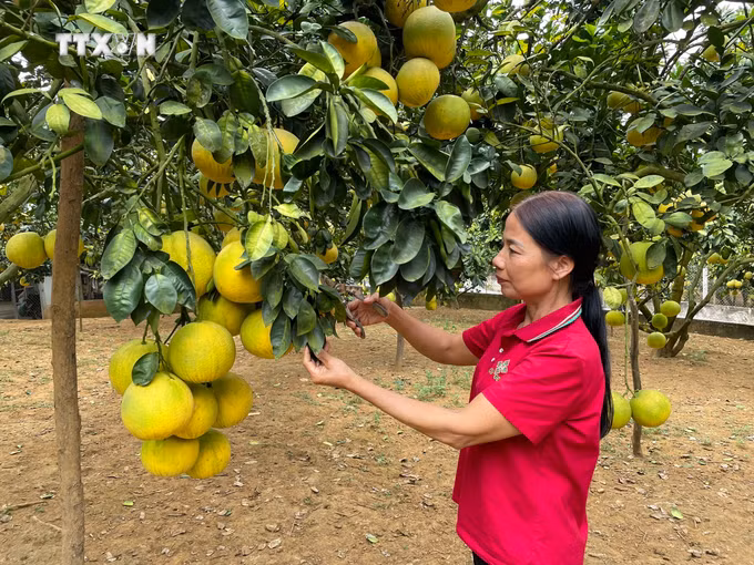 vna_potal_phu_tho_tim_huong_xuat_khau_buoi_dac_san_doan_hung_7130557.jpg