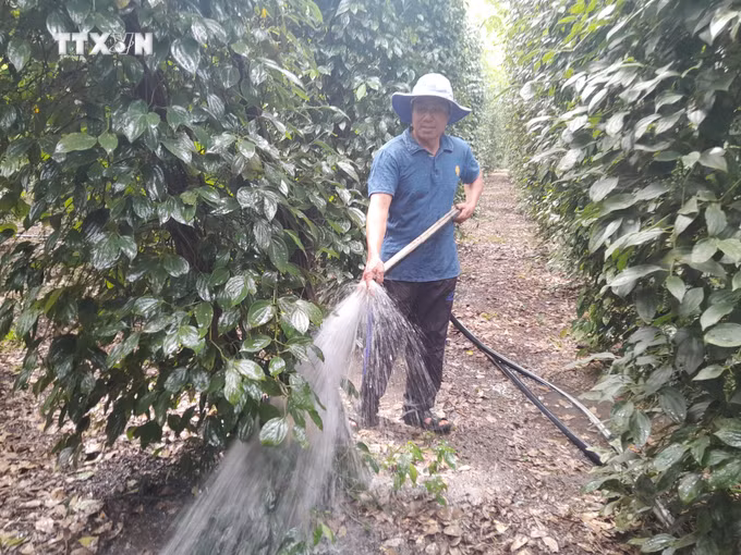 vna_potal_nguoi_dan_vung_bien_binh_phuoc_cham_soc_ho_tieu_theo_huong_huu_co_ben_vung_7732434.jpg