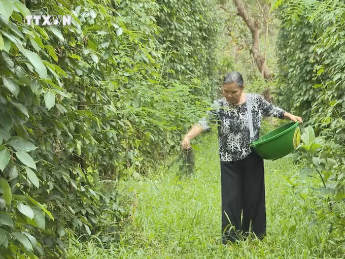 vna_potal_nguoi_dan_vung_bien_binh_phuoc_cham_soc_ho_tieu_theo_huong_huu_co_ben_vung_7732432.jpg