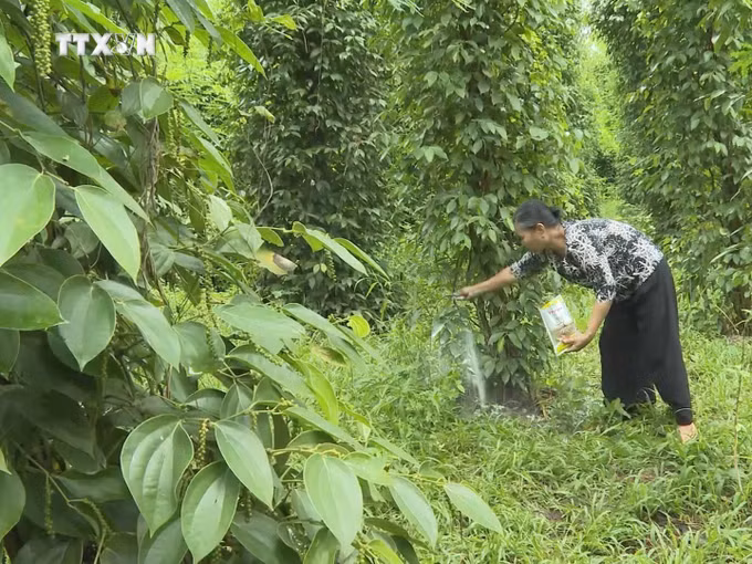 vna_potal_nguoi_dan_vung_bien_binh_phuoc_cham_soc_ho_tieu_theo_huong_huu_co_ben_vung_7732433.jpg