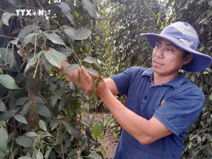 vna_potal_nguoi_dan_vung_bien_binh_phuoc_cham_soc_ho_tieu_theo_huong_huu_co_ben_vung_7732435.jpg