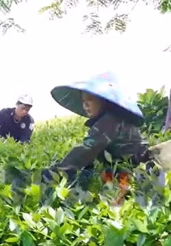 Nỗ lực tìm đầu ra cho chè Liên Sơn