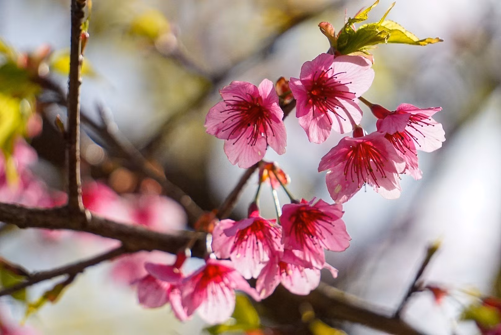 Hoa anh đào (sakura) vốn là loài hoa truyền thống của đất nước Nhật Bản, nở vào mùa xuân. Ảnh: Khánh Hoà – TTXVN