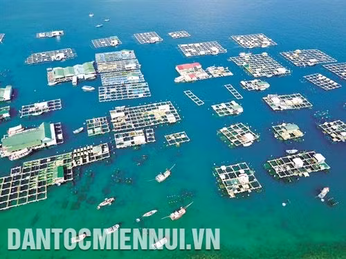 Nghề nuôi tôm hùm ở xã đảo tiền tiêu Cam Bình
