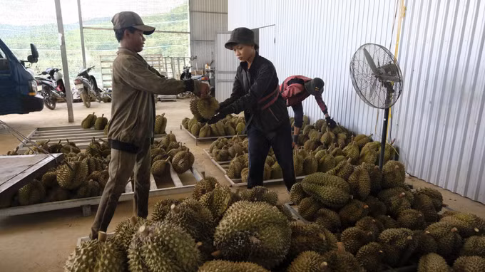 Huyện miền núi Khánh Sơn khởi sắc từ thương hiệu sầu riêng cơm vàng, hạt lép ảnh 2