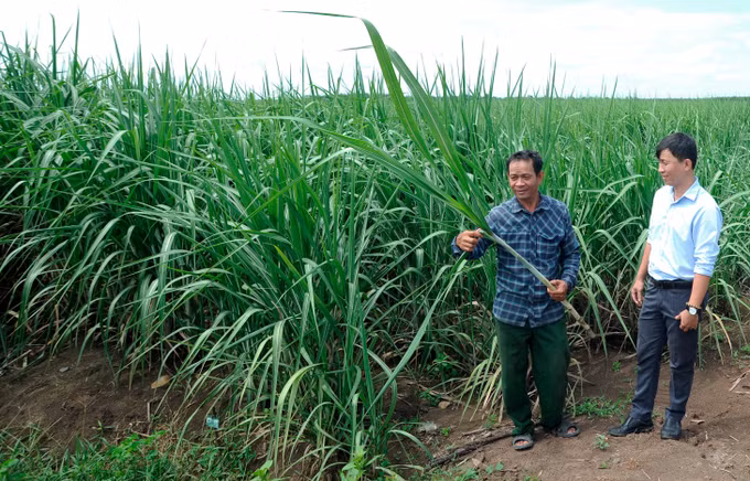 Cuộc sống mới của đồng bào Khmer nơi biên giới Tây Ninh ảnh 2