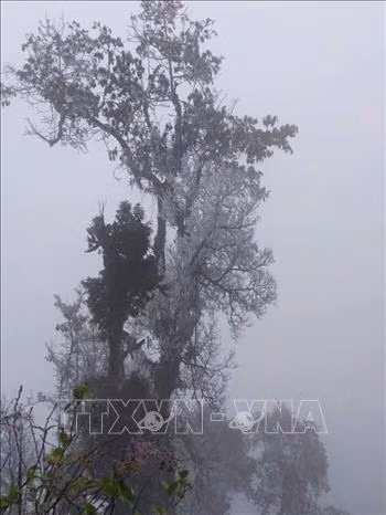 Điện Biên: Băng tuyết xuất hiện, phủ kín đỉnh Khoan La San - A Pa Chải ảnh 1