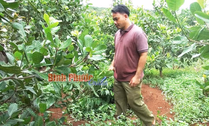 Trưởng thôn mẫu mực giúp bà con S'tiêng đẩy lùi cái nghèo ảnh 1