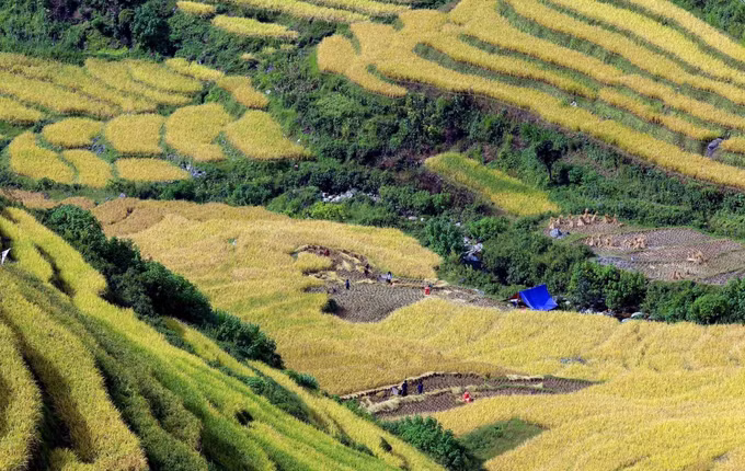 Mùa vàng trên vùng biên Phong Thổ (Lai Châu) ảnh 14
