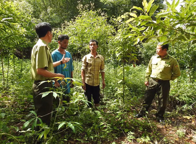 Kon Tum hướng tới quản lý, bảo vệ và phát triển rừng bền vững ảnh 1