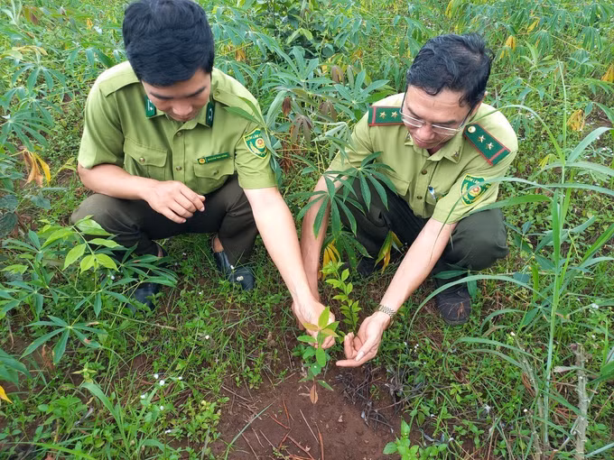 Kon Tum hướng tới quản lý, bảo vệ và phát triển rừng bền vững ảnh 2