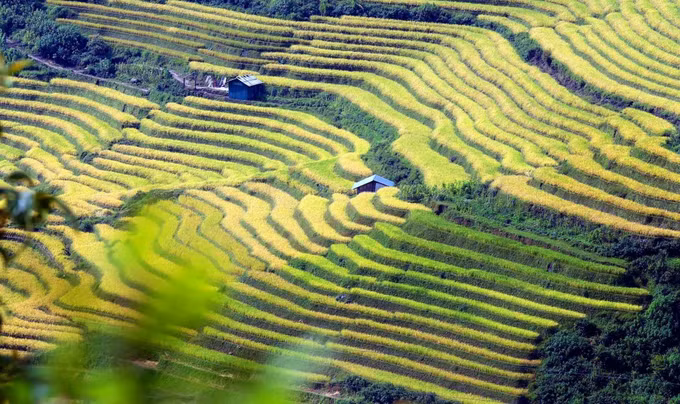 Mùa vàng trên vùng biên Phong Thổ (Lai Châu) ảnh 13