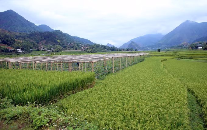 Lai Châu khơi dậy tiềm năng phát triển nông nghiệp nơi vùng cao biên giới ảnh 1
