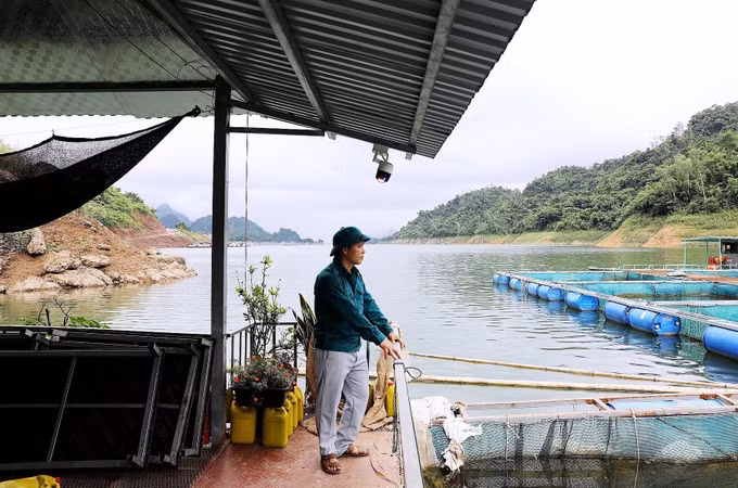 Anh Bùi Thế Cần, lòng hồ Hòa Bình, xã Thung Nai, một trong số các hộ tham gia mô hình nuôi cá nheo Mỹ trong lồng bè, tự tin dự án sẽ thành công.