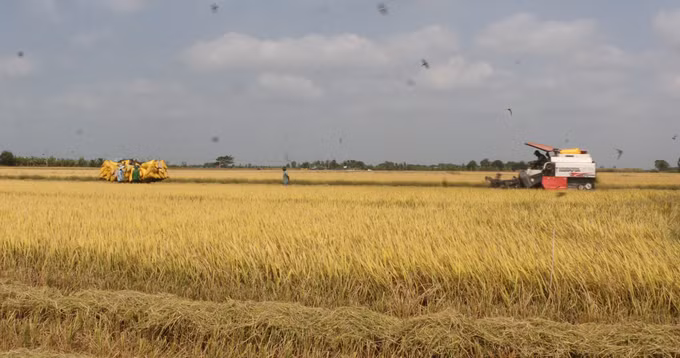 Đồng bào Khmer ấp Sóc Đồn, xã Hưng Hội, tỉnh Cà Mau sử dụng cơ giới hóa trong thu hoạch lúa đông xuân 2026.